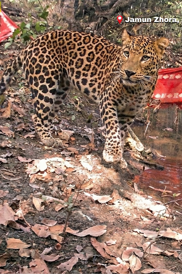 Leopard